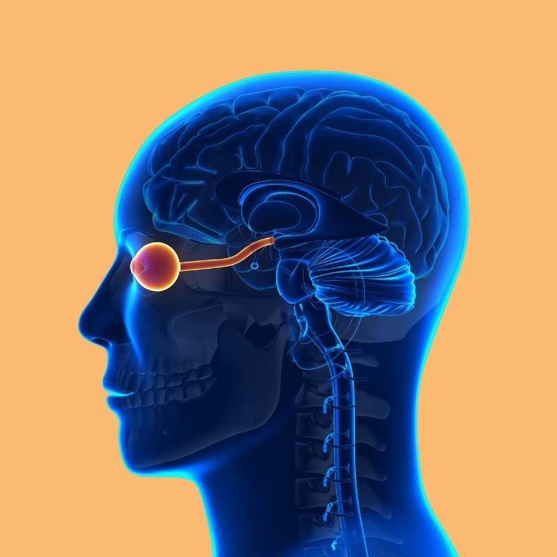 Brain anatomy connected to eye by optic nerve
