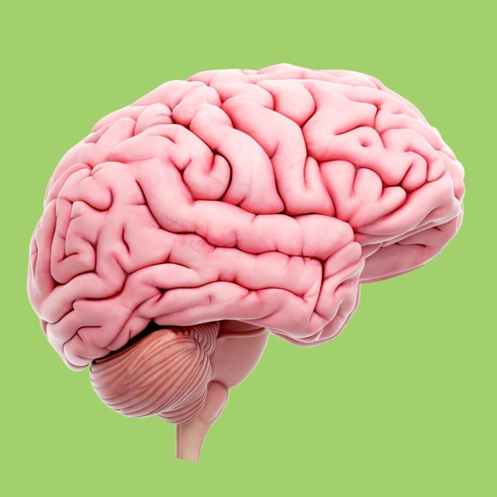 Realistic Human Brain Anatomy Picture