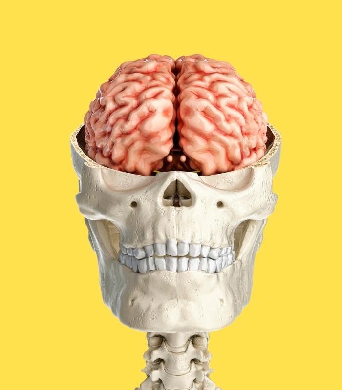 brain inside skull