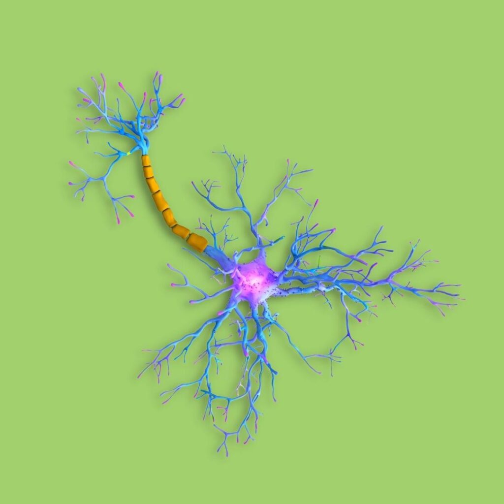 neuron axon