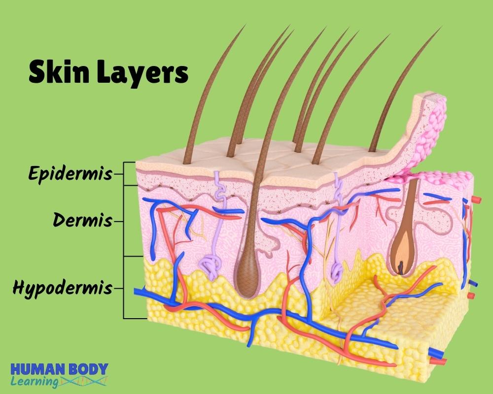 Human Skin Diagram