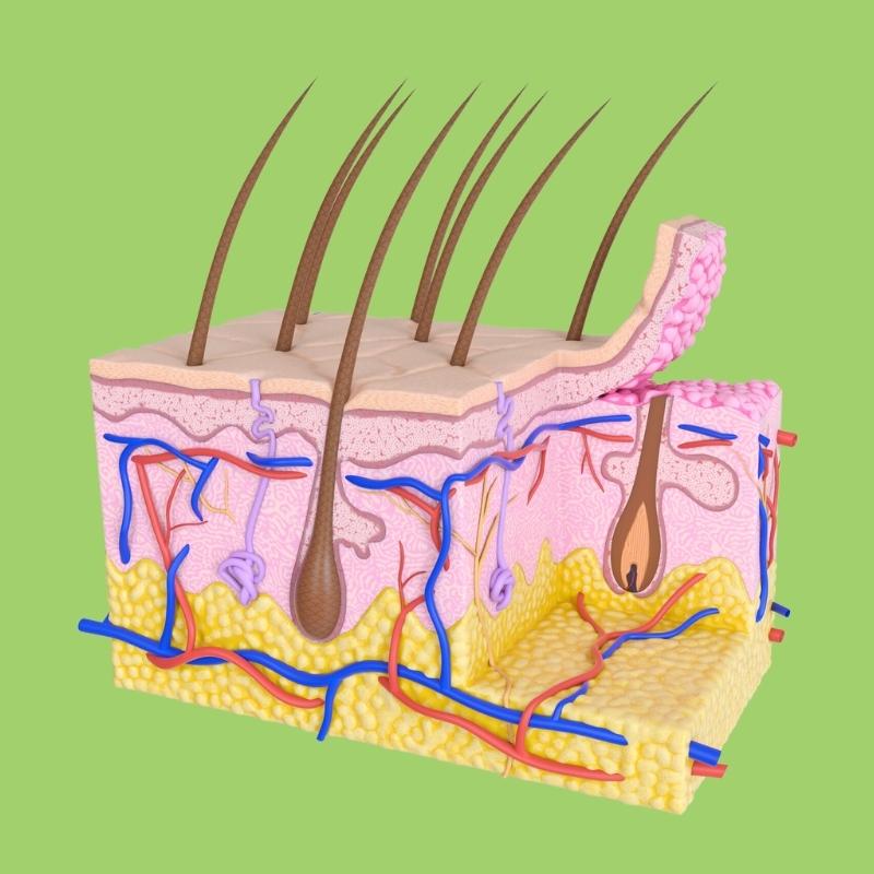 Skin Layers Anatomy for Kids: A Close-Up Look With Pictures