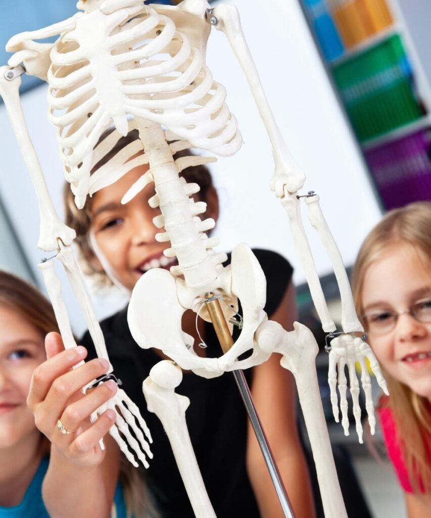 kids playing with 3D skeleton model