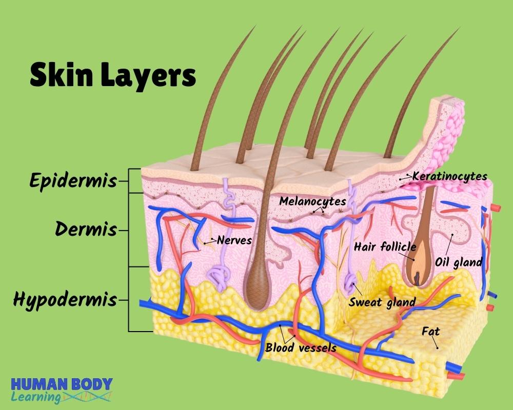 Skin Layers Anatomy Diagram - labeled for kids