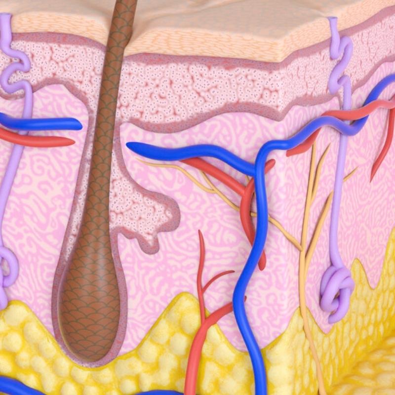 dermis middle skin layer diagram close up