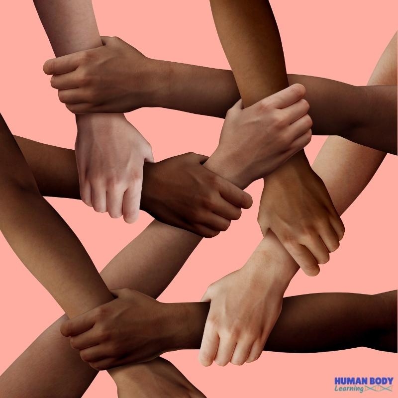 diverse hands with different amounts of melanin
