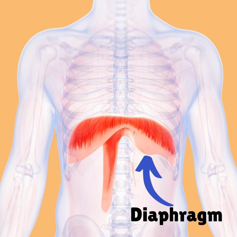 diaphragm diagram human body