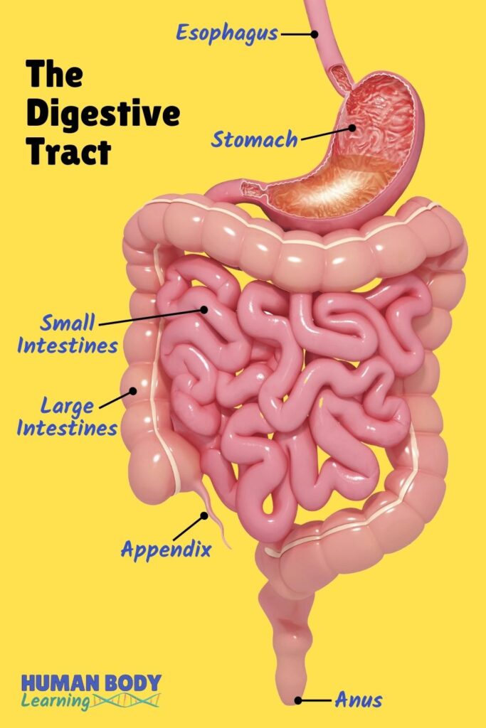 Where does food go after you eat? Through digestive tract - labeled anatomy diagram. 