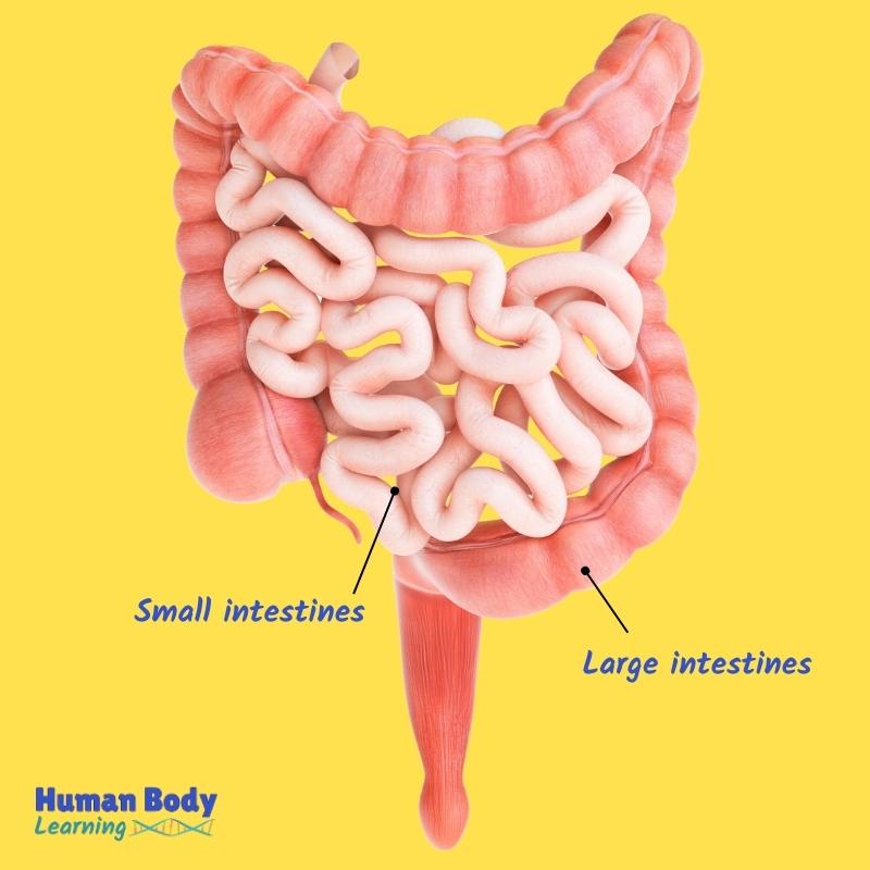 fun digestive system facts for kids: the large intestine is shorter than the small intestine; labeled intestines anatomy diagram