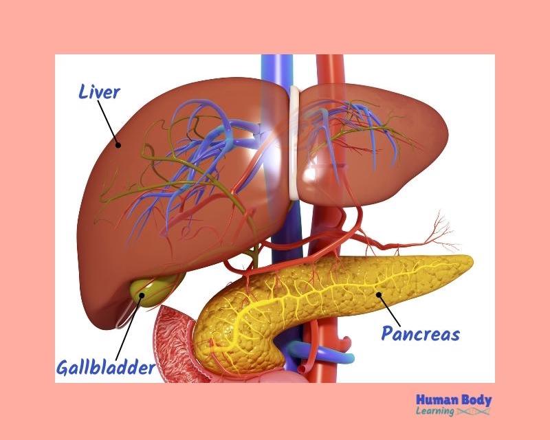 liver gallbladder pancreas - digestion organs that never touch food
