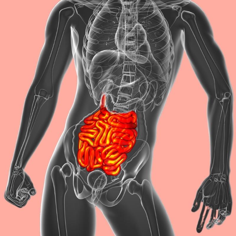 small intestines - gastrointestinal tract anatomy