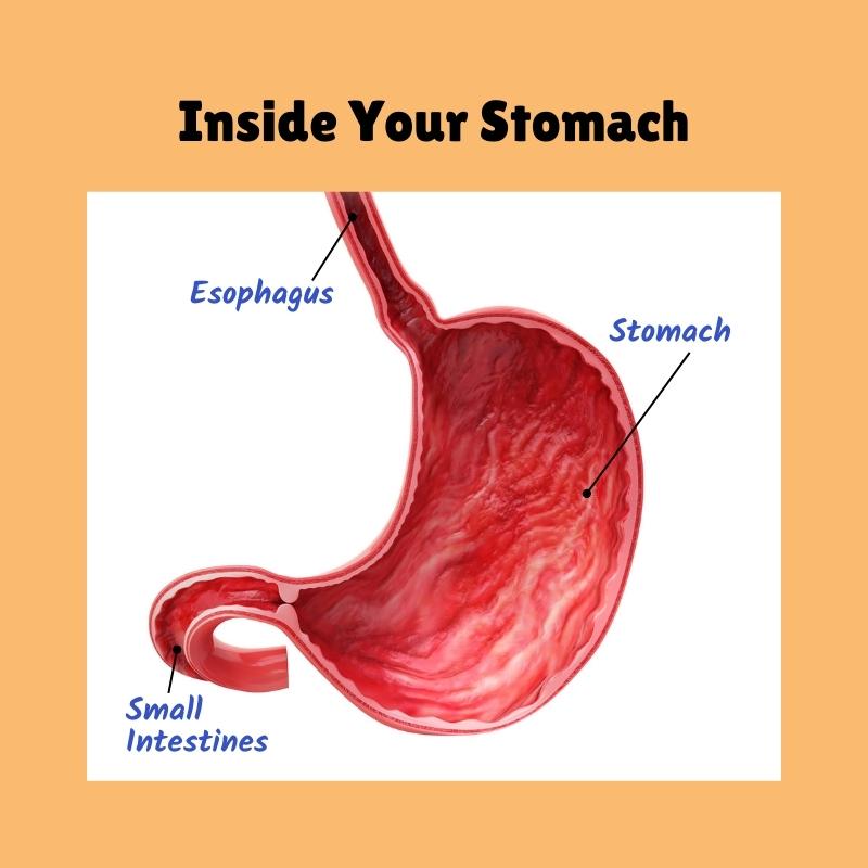 rugae inside your stomach anatomy