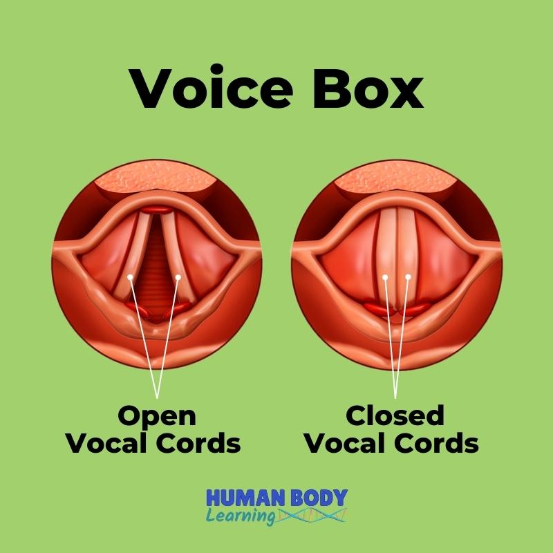 voice box open and closed vocal cords during hiccups