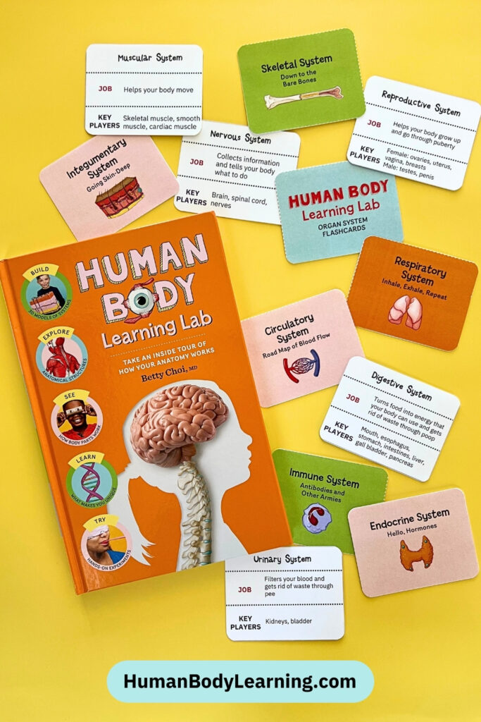 Human Body Learning Lab Anatomy Flashcards