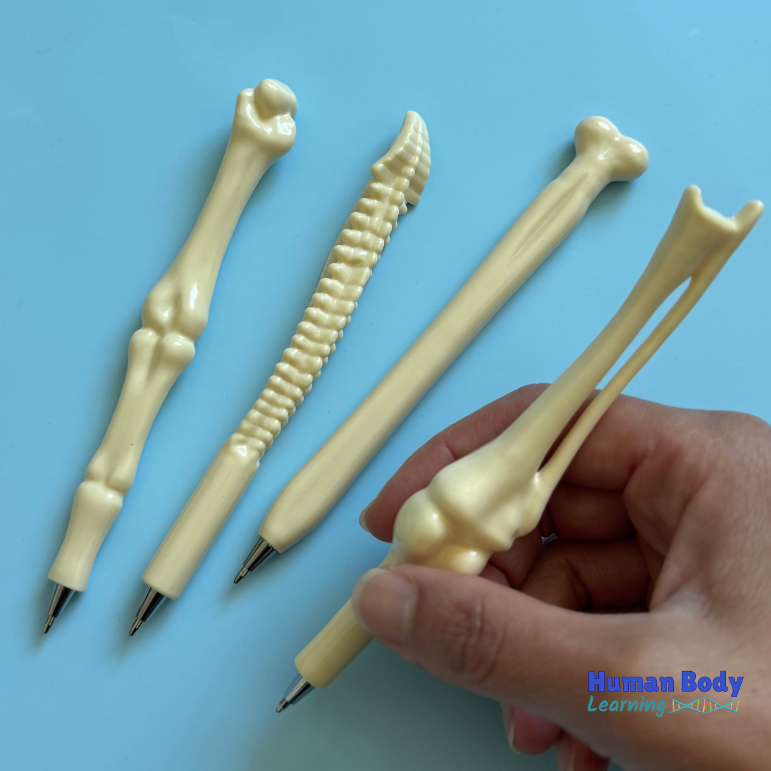 Bone pens