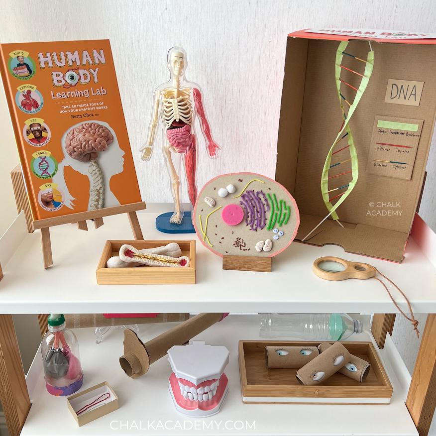 Human Body Learning Lab activity bookshelf 