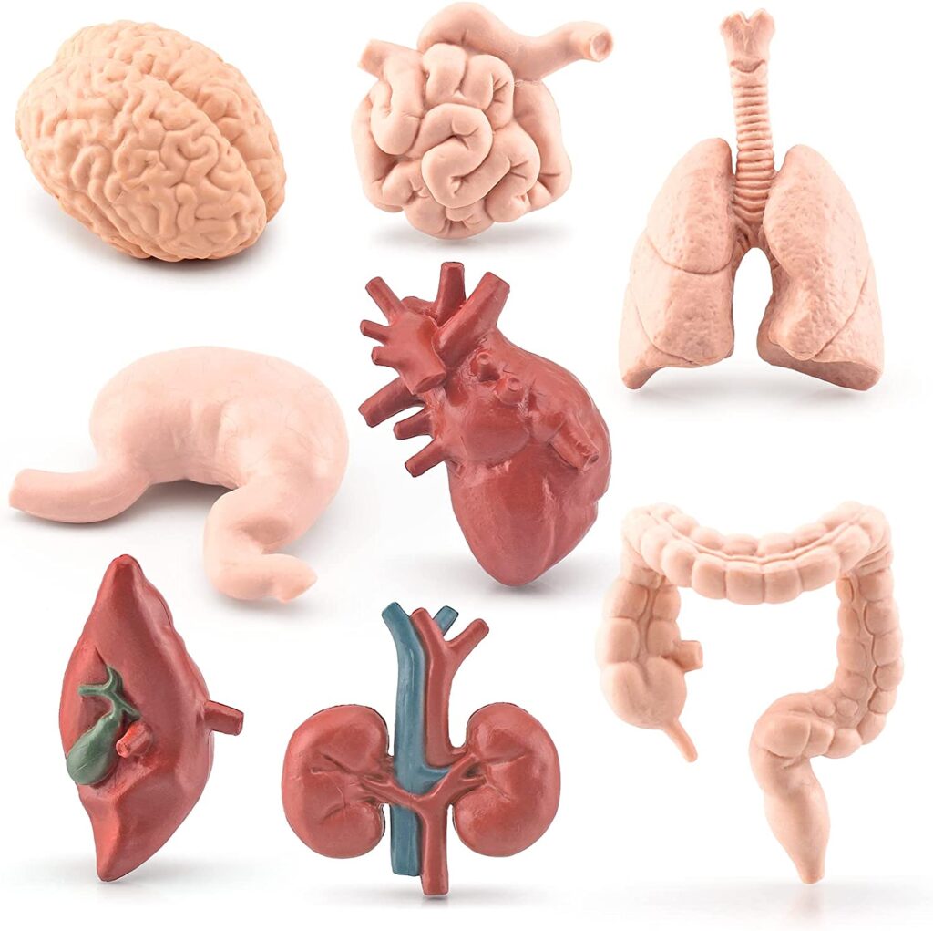 mini anatomy human body organs