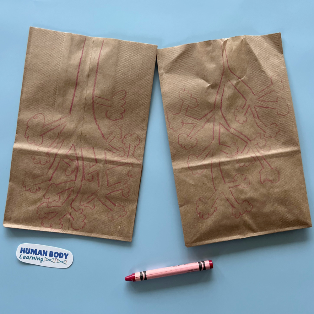 Step 4 draw alveoli and bronchioles on paper bag lungs