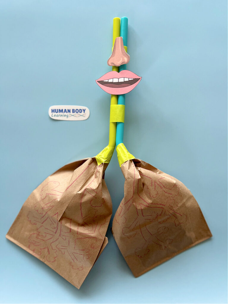step 5 tape on brown paper bags onto lung model