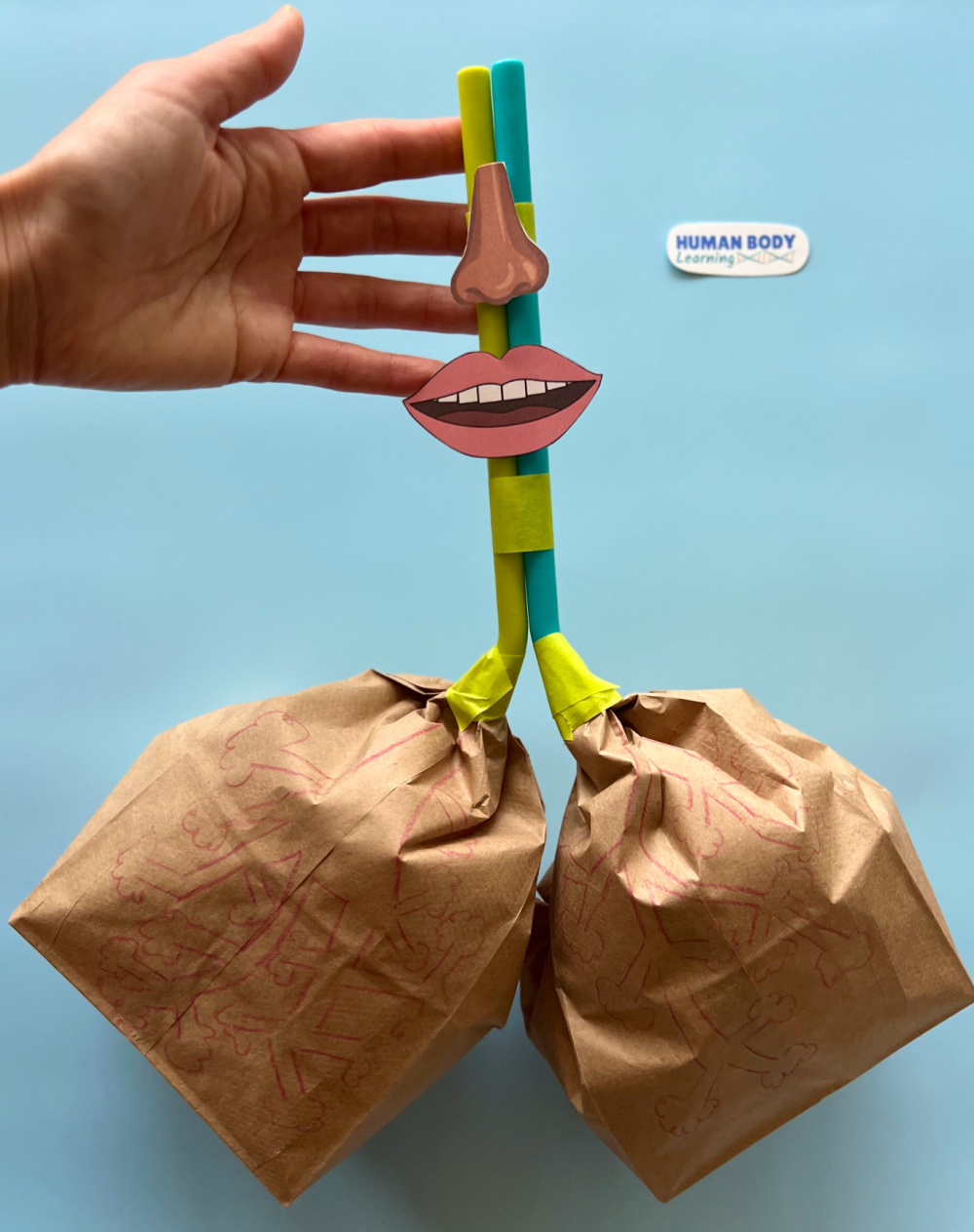 How to Make a Lung Model with Kids Easy Activity with Printable