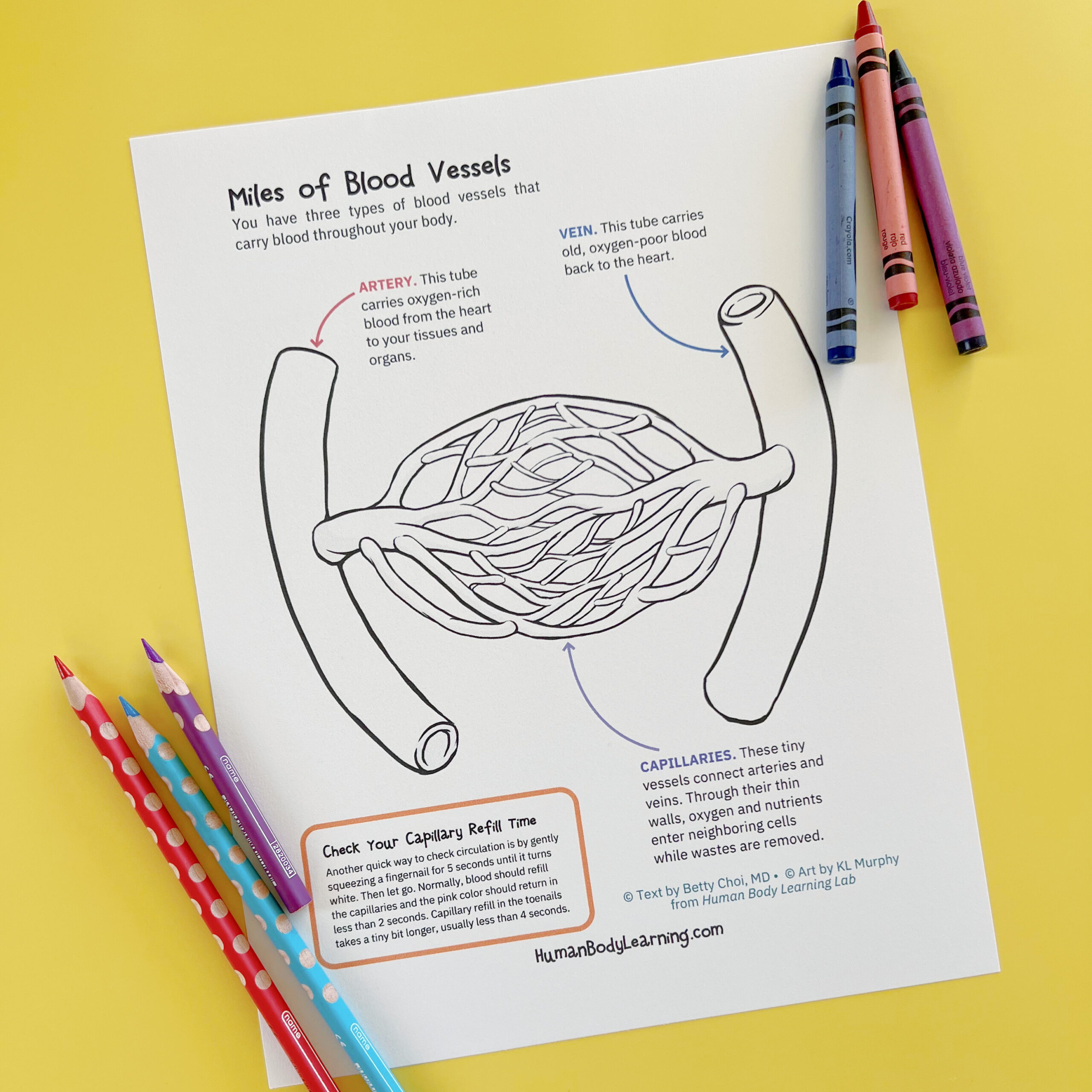 Blood Vessel Activities and Coloring Page