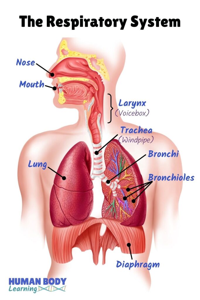 respiratory system - anatomy diagram labeled for kids