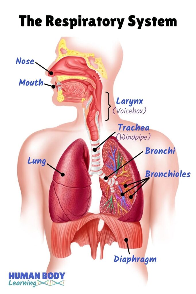 How to draw Lungs easily step by step | Human Lungs diagram | World  tuberculosis day drawing - YouTube