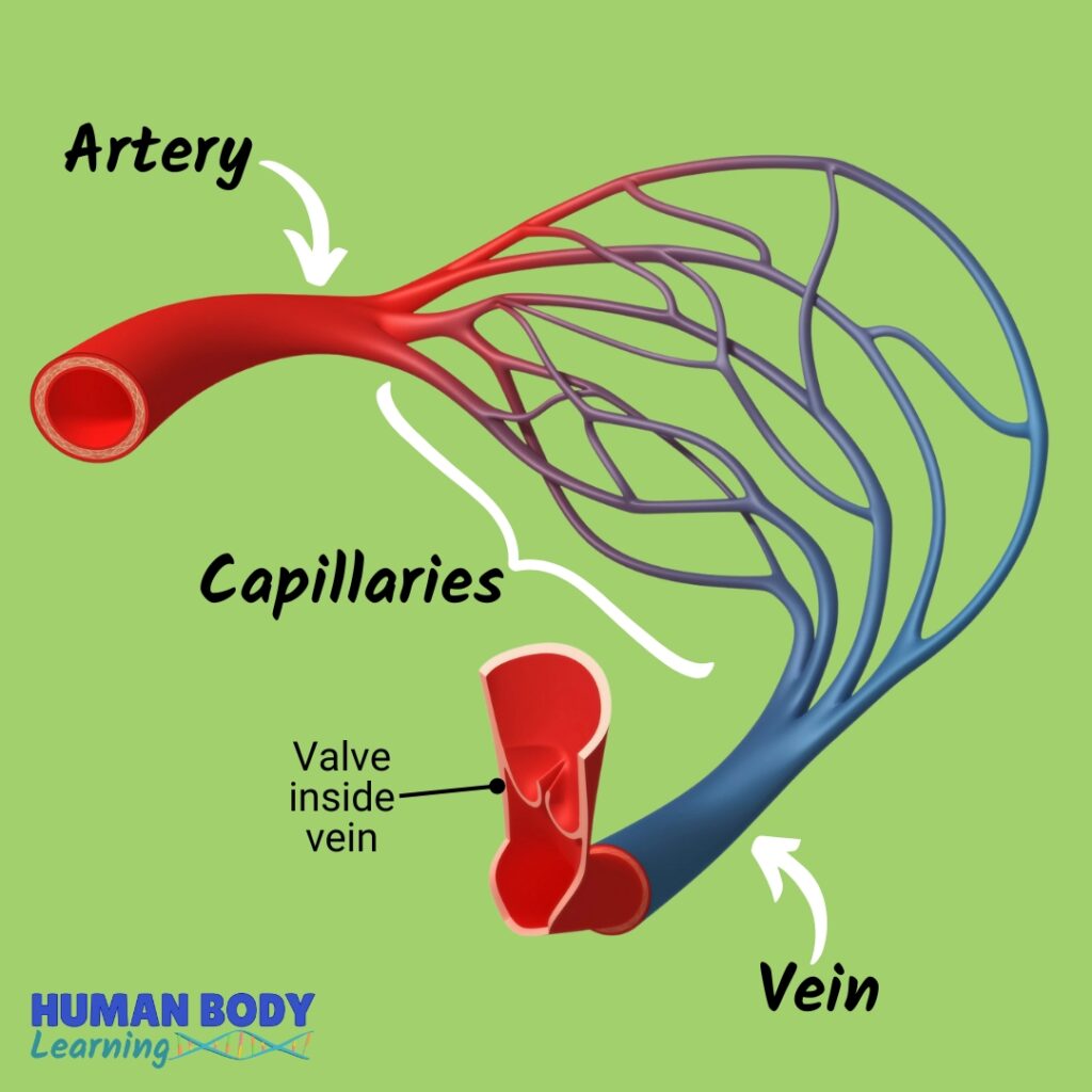 3 types of blood vessels - artery, vein, capillary