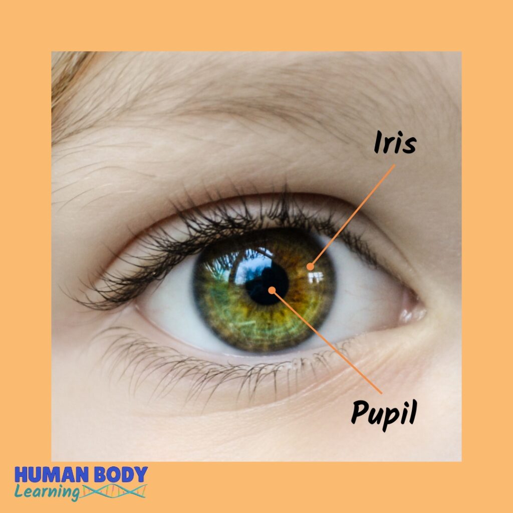 Eye anatomy of a child - iris and pupil labeled photograph