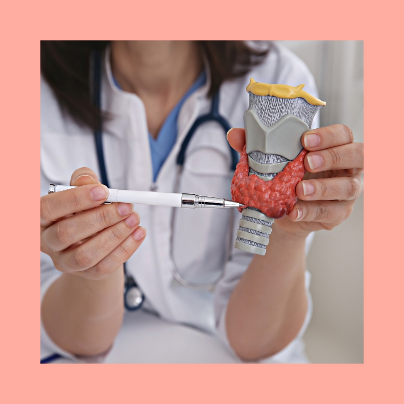 Doctor holding 3D thyroid voice box anatomy model