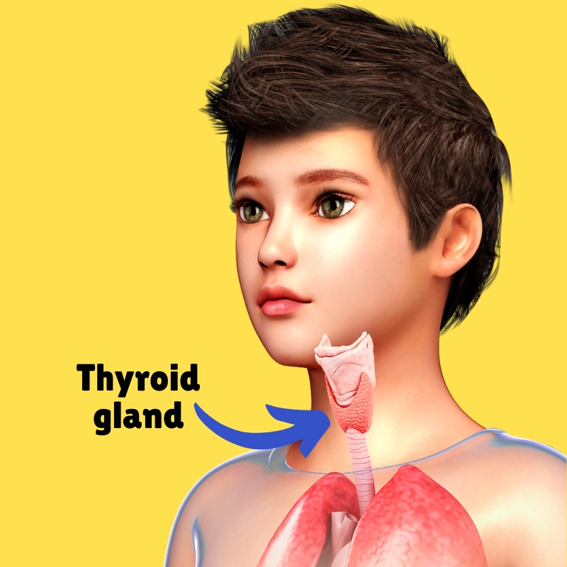 fun facts about thyroid gland anatomy for kids