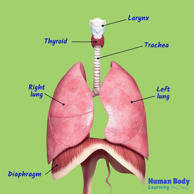 thyroid trachea lungs labeled anatomy diagram for kids