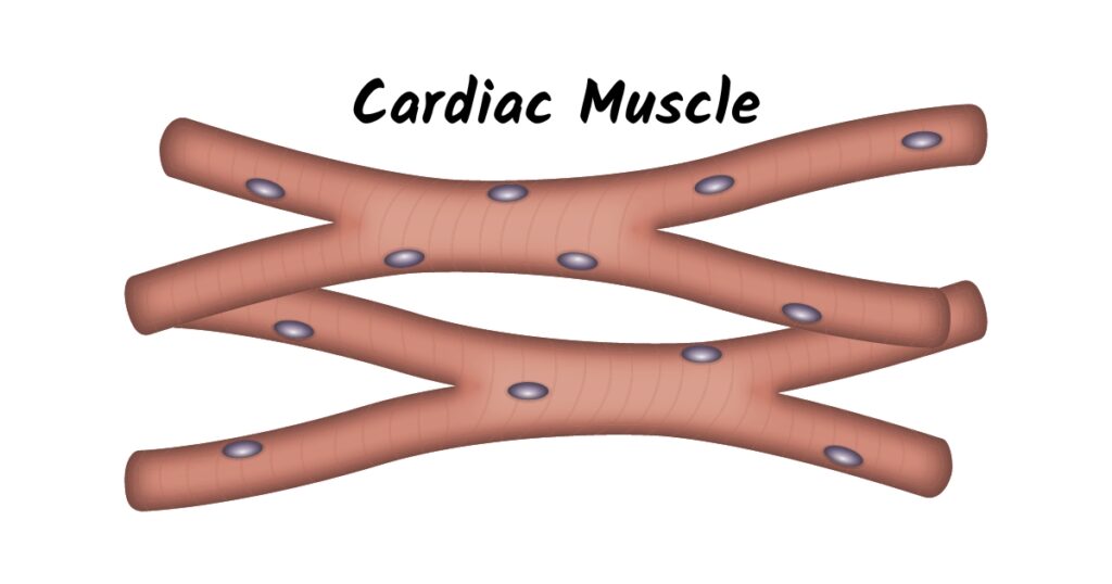 Cardiac muscle tissue cells