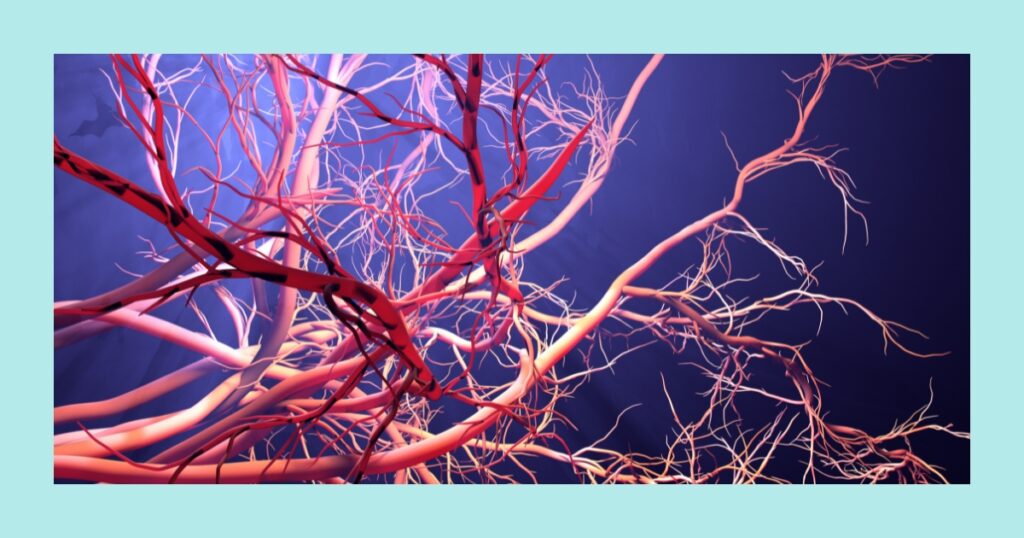 Fun facts about blood vessels anatomy for kids