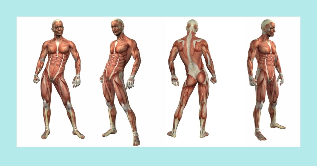 Muscular system anatomy diagrams