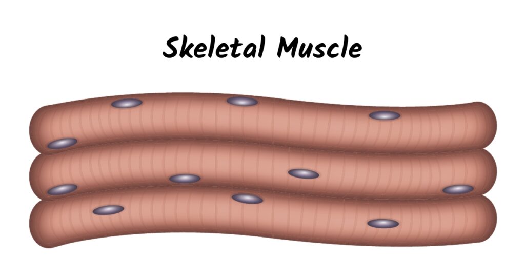 Skeletal muscle tissue cells