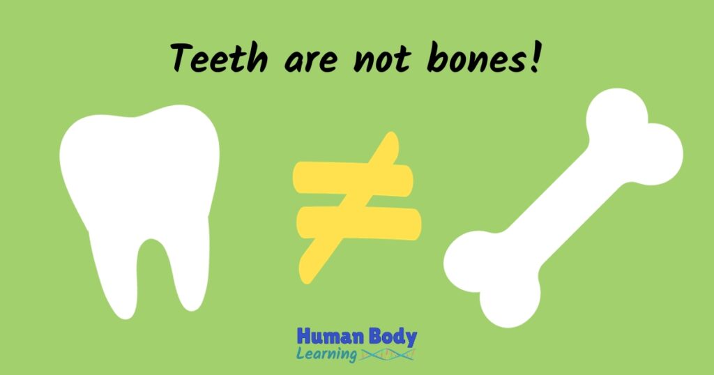 Teeth are not bones