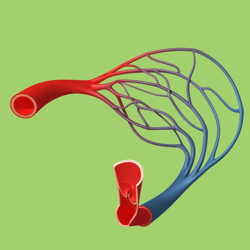 8 Fun Facts About Blood Vessels