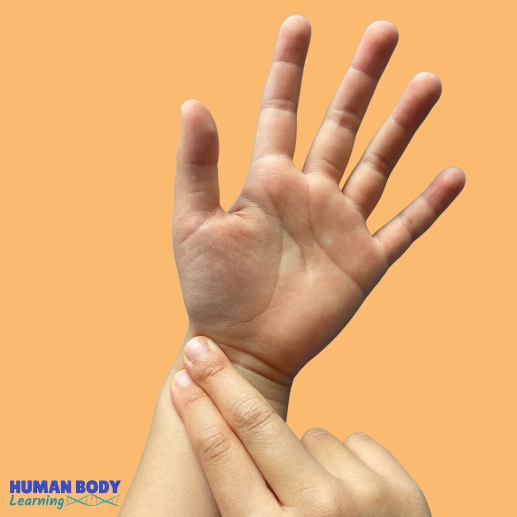 how to check radial pulse - human body learning