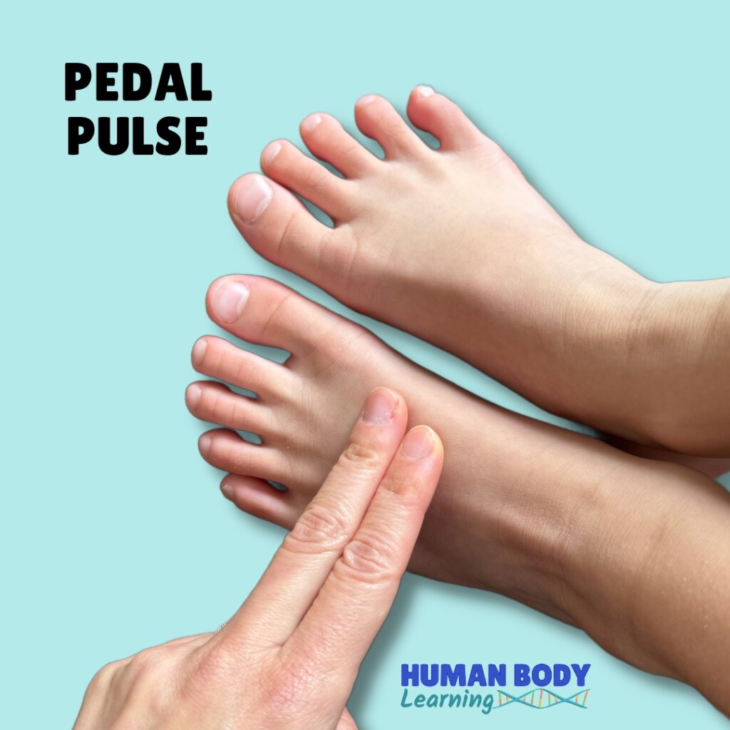 where to check dorsalis pedis pedal pulse child