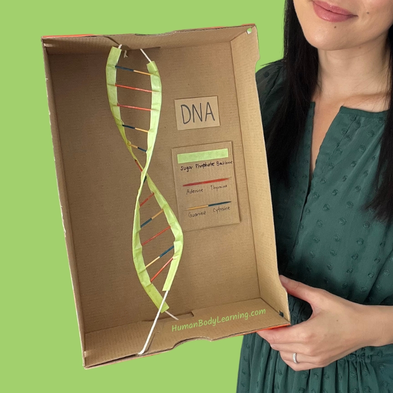 DIY 3-dimensional DNA model for kids