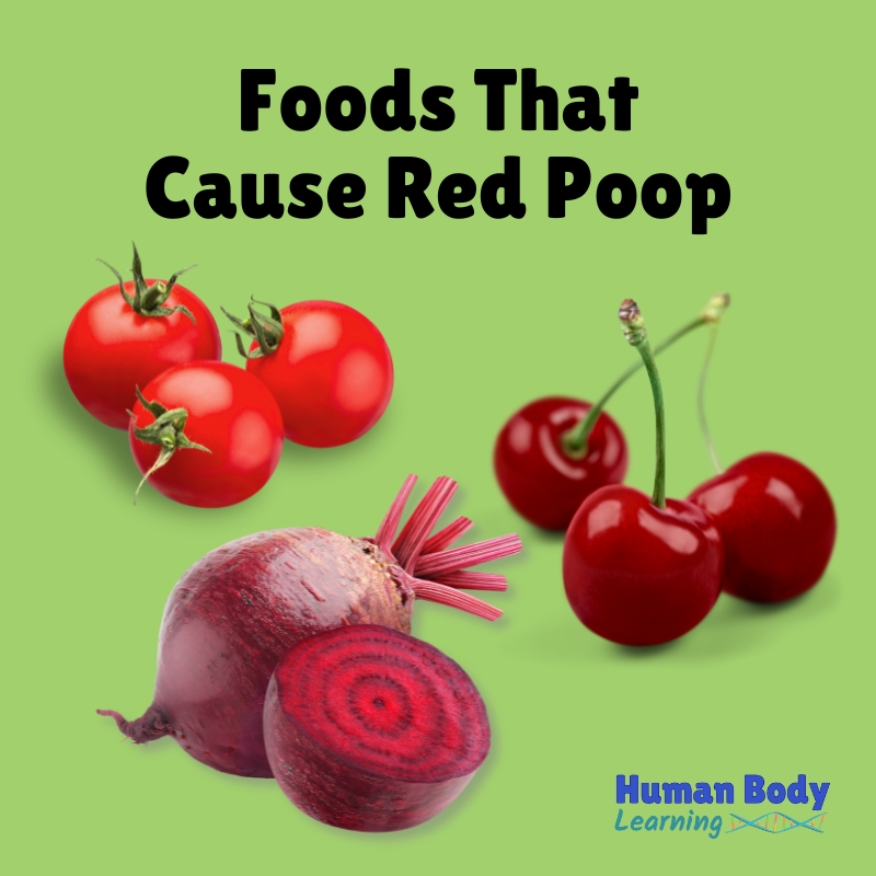 Fun Fact - Foods That Cause Red Poop - Human Body Learning