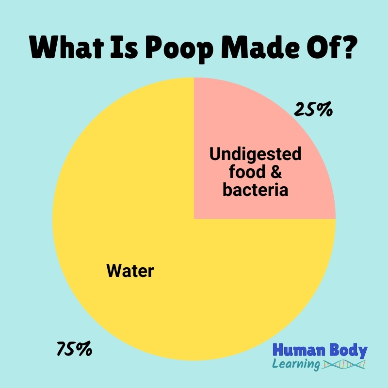 Poop is mostly made of water - Human Body Learning for kids