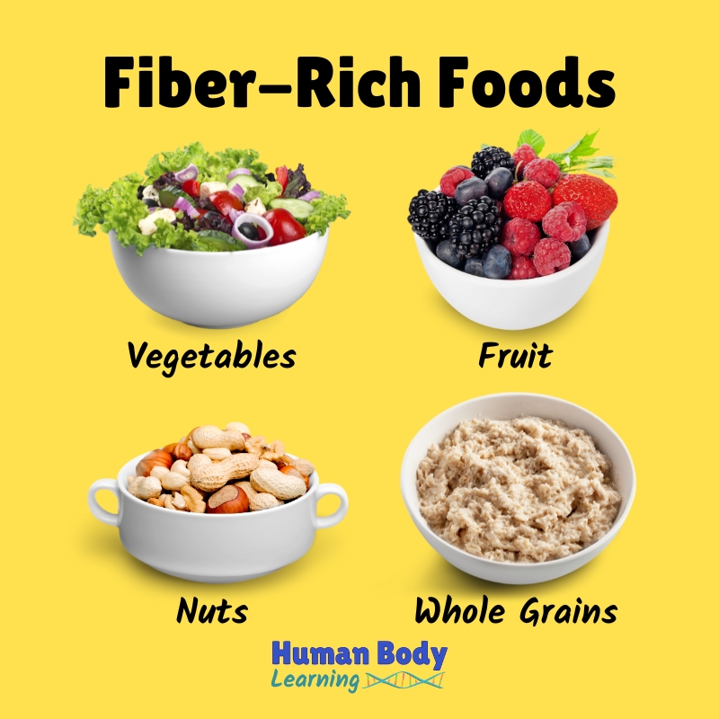 fiber-rich foods for kids - human body learning