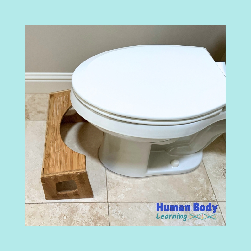 fun fact - a stepstool (squatty potty) can help kids poop - human body learning