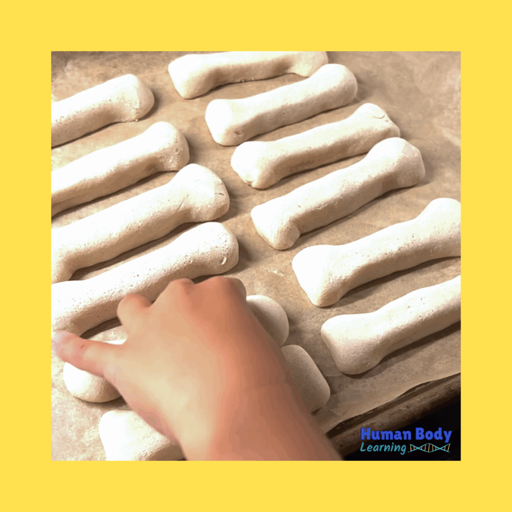 Baking Salt Dough Bones - Human Body Learning Lab - Dr. Betty Choi