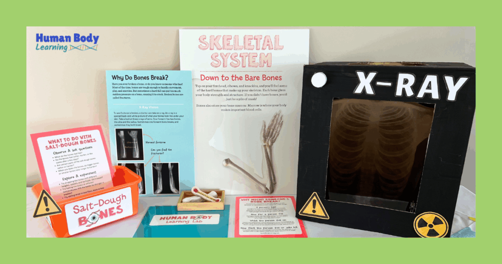 Fun Skeletal System and Bone Activities and Experiments For Kids