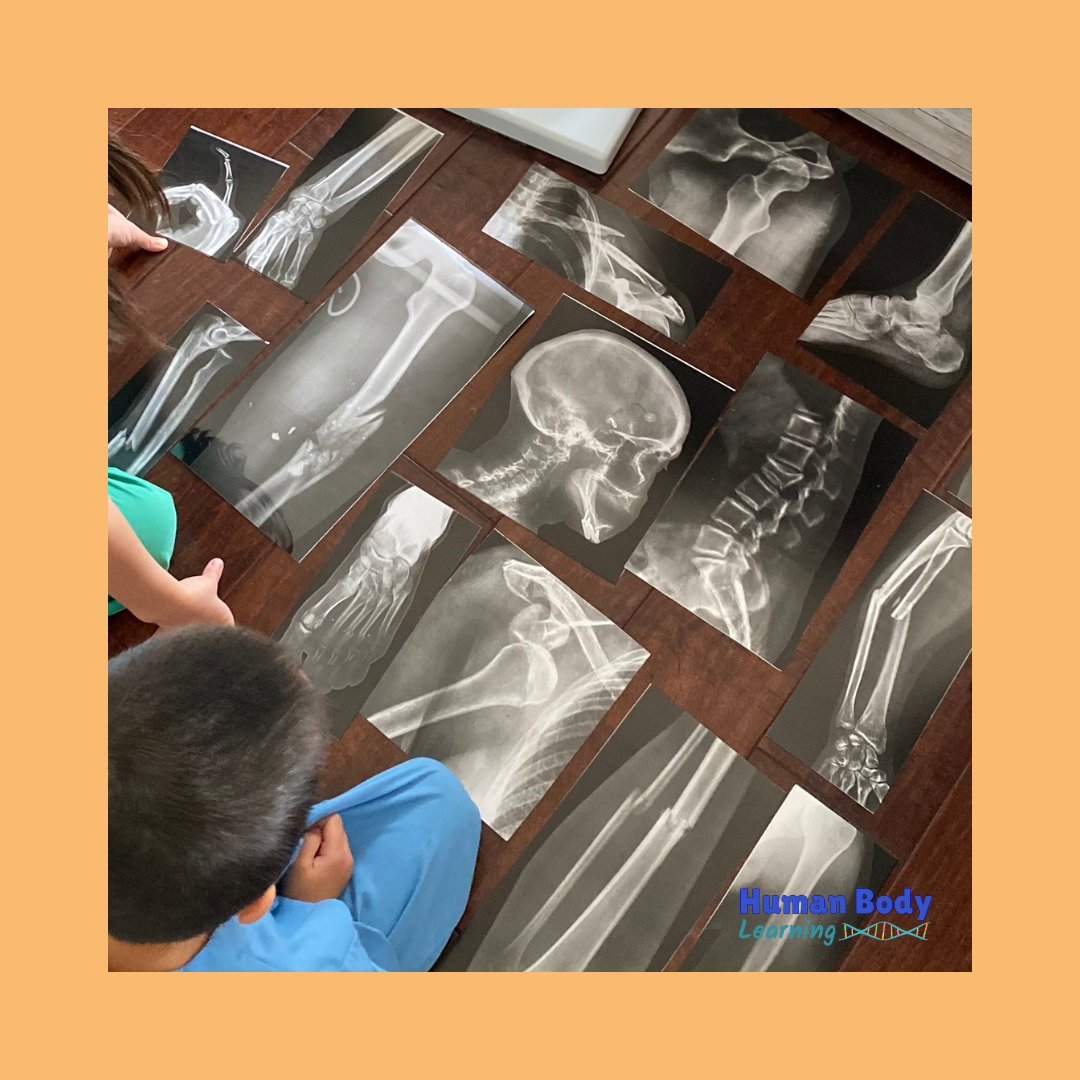 Human Body X-Ray Learning Toys for Kids