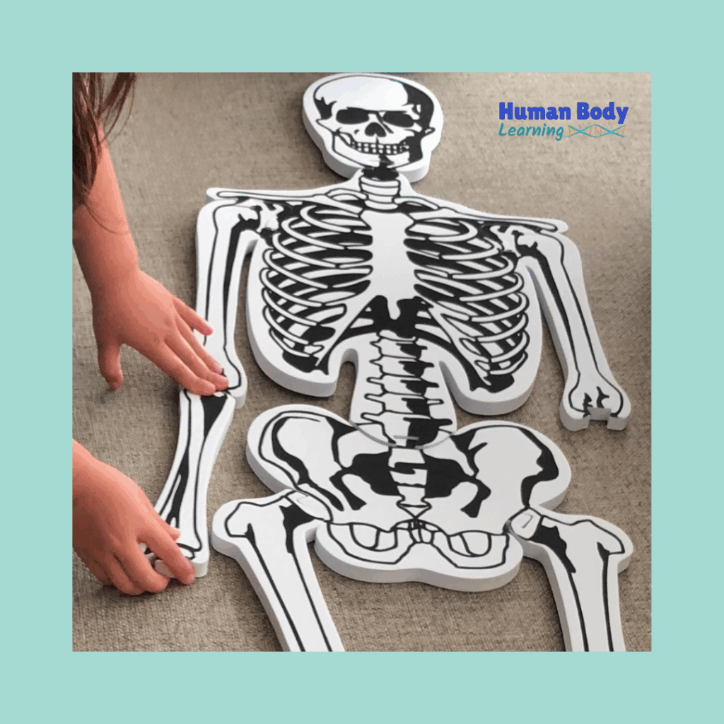Skeleton Puzzle for Toddlers and Kids