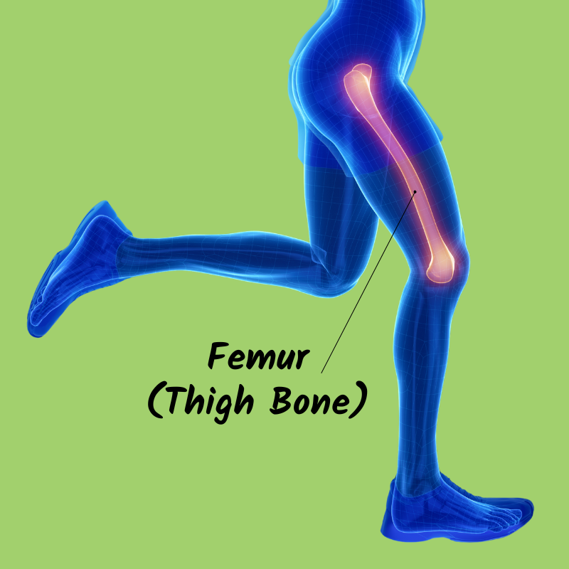 femur - thigh bone - biggest bone in human body